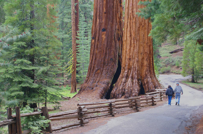 Trees